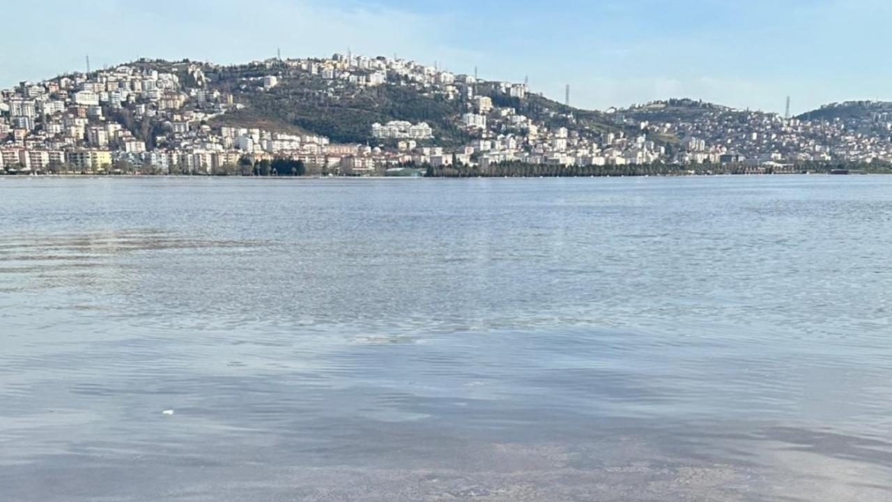 Alg çoğalmaları İzmit Körfezi'nin rengini değiştirdi