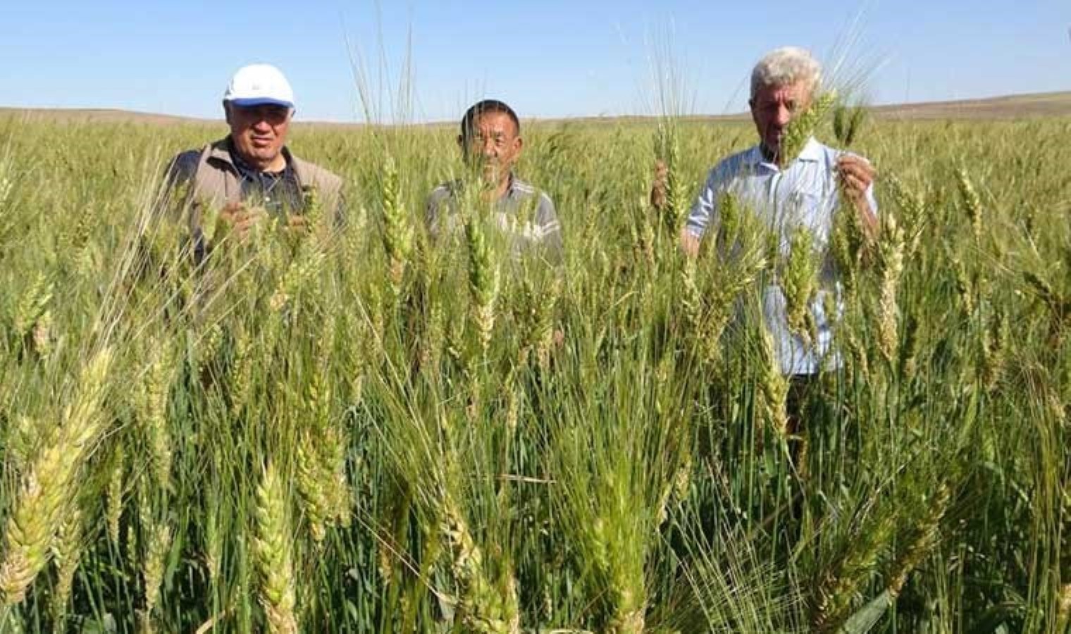 Ata tohumları ekti, boyu insan boyunu aştı!  1 on yıldan 1 ton ürün alacak... - Son Dakika Hayat Haberleri