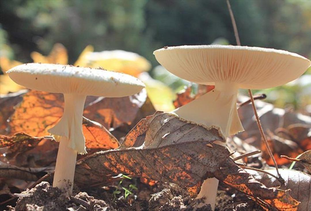 Mantarların gizemli dünyasını konuştuk! Dünyada yaklaşık 5 milyon mantar türü var: sadece 3 bini yenilebilir! 3
