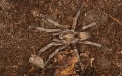 Bilim dünyasında önemli gelişme: Türkiye'nin yeni tarantula türü tescillendi